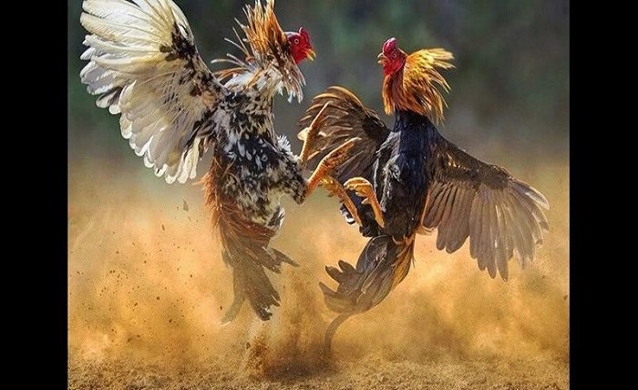 Cockfighting