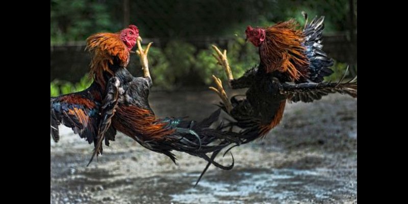 Cockfighting