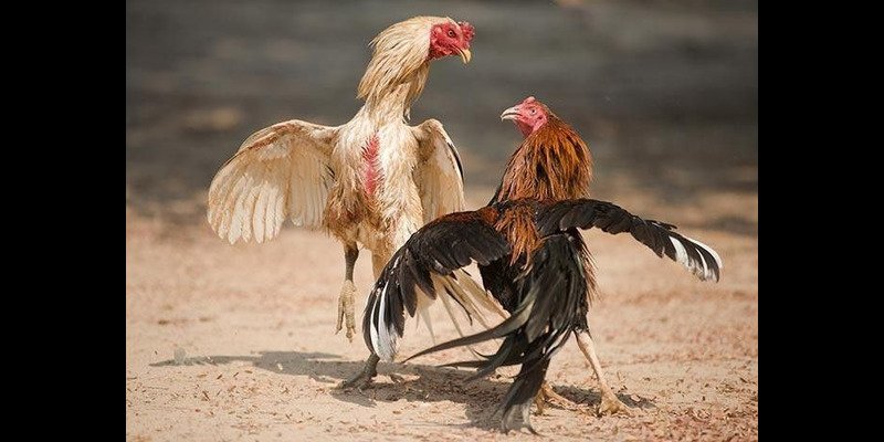 Cockfighting